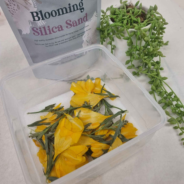 Drying Flowers in Silica Sand